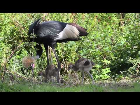 Rare African crane chicks hatch at Chester Zoo