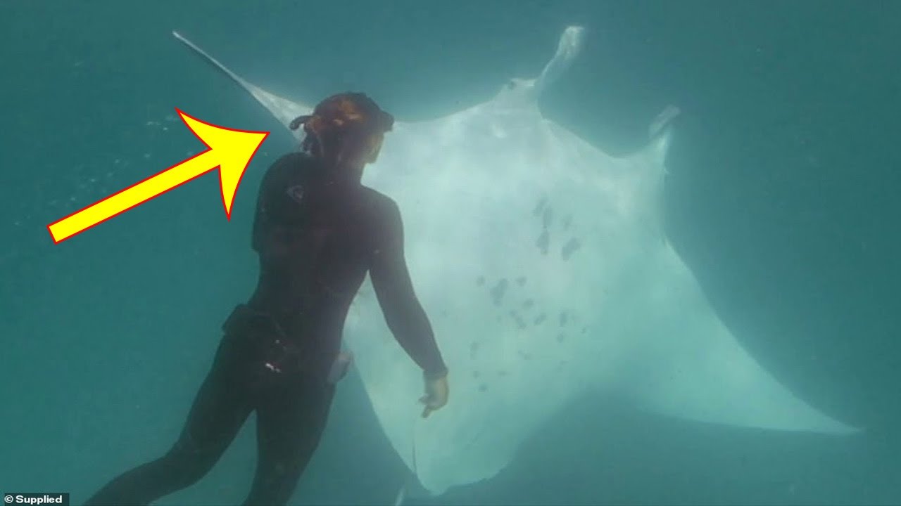 When a Huge Manta Ray Approached Them They Didn't Understand Why, Then They Saw This