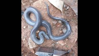 Know Your Snake Cape Wolf Snakelycophidion Capense Chegutu