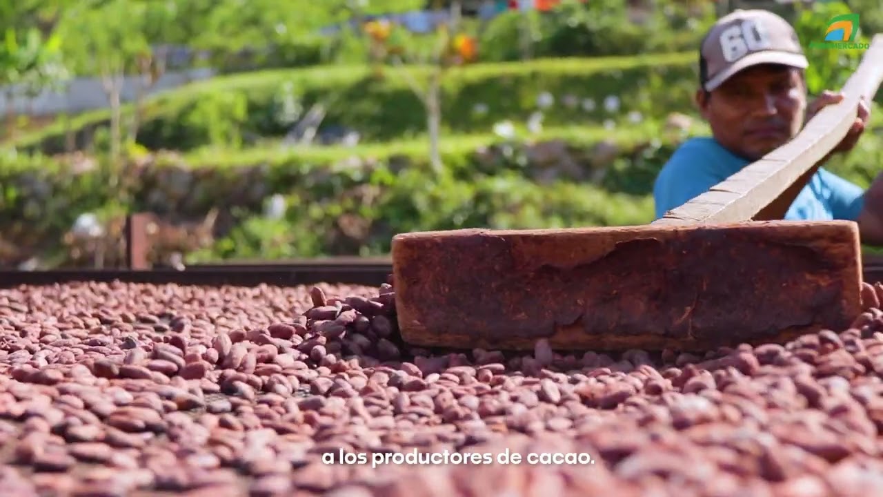Conoce todo sobre el cacao peruano - Agromercado/ 2025