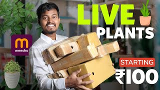 Interesting LIVE FLOWER PLANTS Under ₹250 from MEESHO | Best Home Decor Outdoor/Indoor Plants screenshot 5