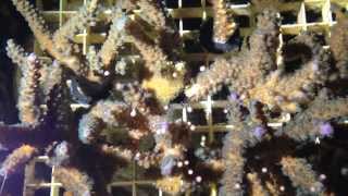 ORA Coral Spawn September 2013