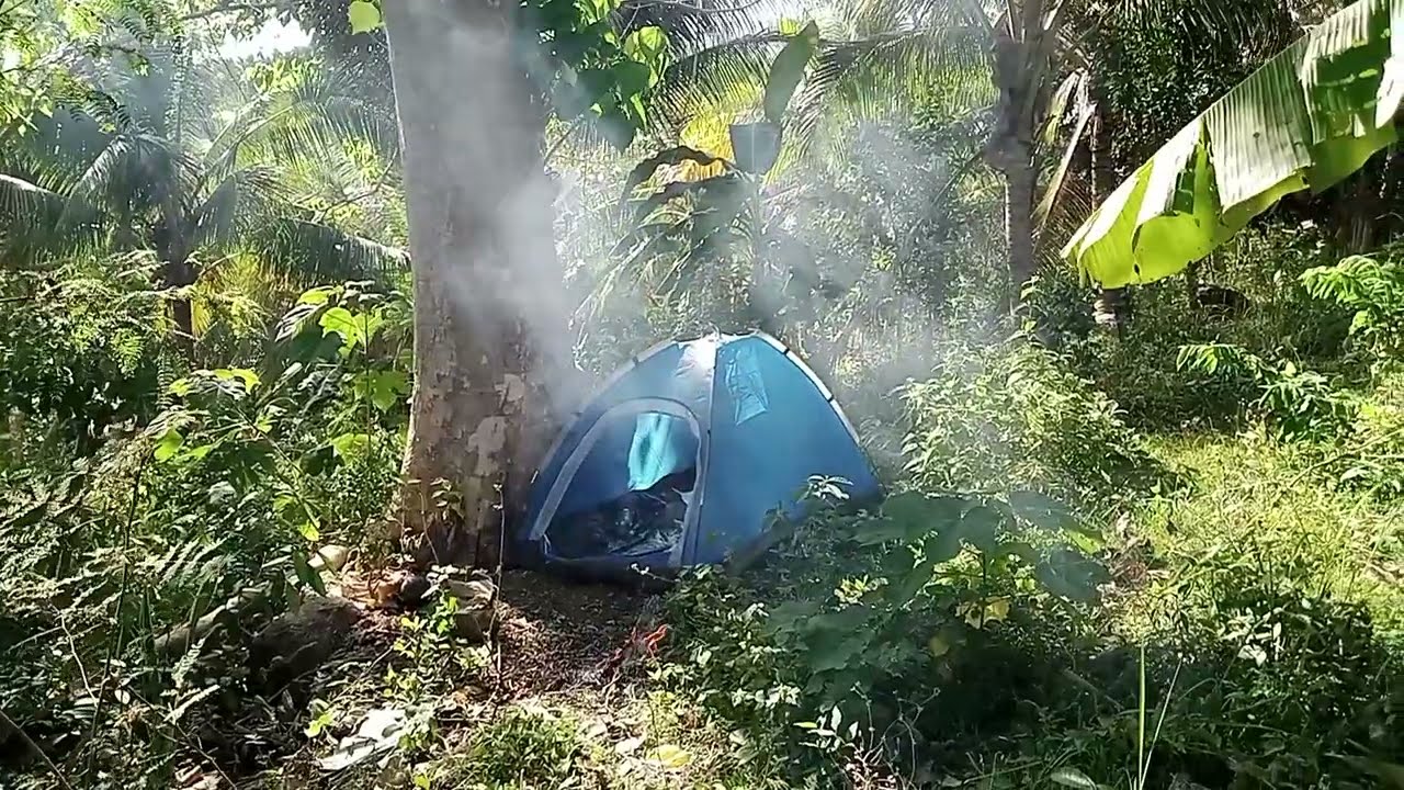 Forestscape.  Province Life.  Simple Living