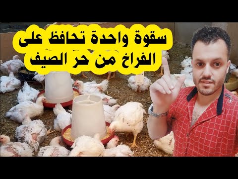 A Magic Drink to Protect Your Chickens During Heatwaves: Raising Broilers in the Summer