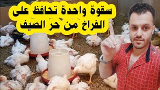 مشروب سحري ويحافظ على الفراخ في أيام الحر ، تربيه الفراخ البيضاء فى الصيف 