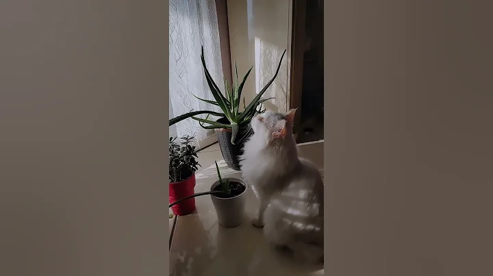 Video 2089121: mainecoon catlover pets