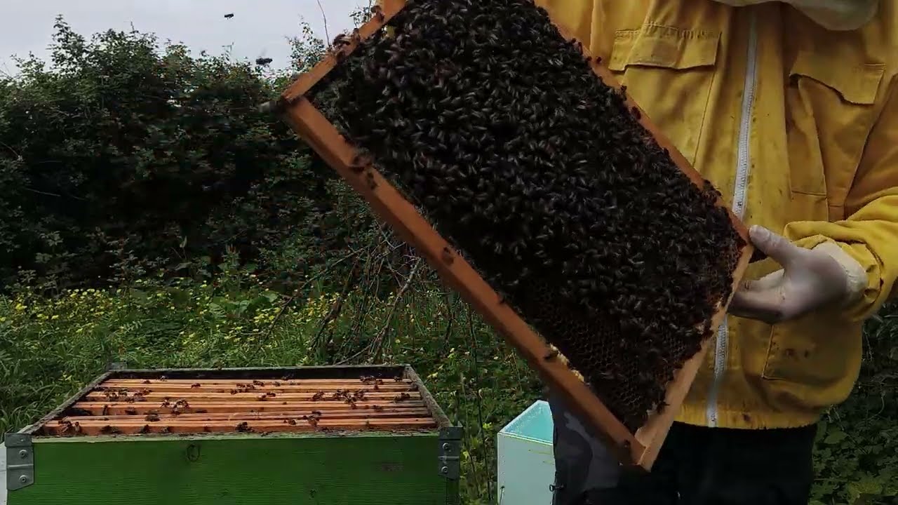 Il Metodo Definitivo: Blocca la Sciamatura e Raddoppia l'Apiario (3 in 1!) 27-02-26