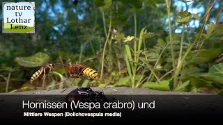 Hornissen (Vespa crabro) und Mittlere Wespen (Dolichovespula media)
