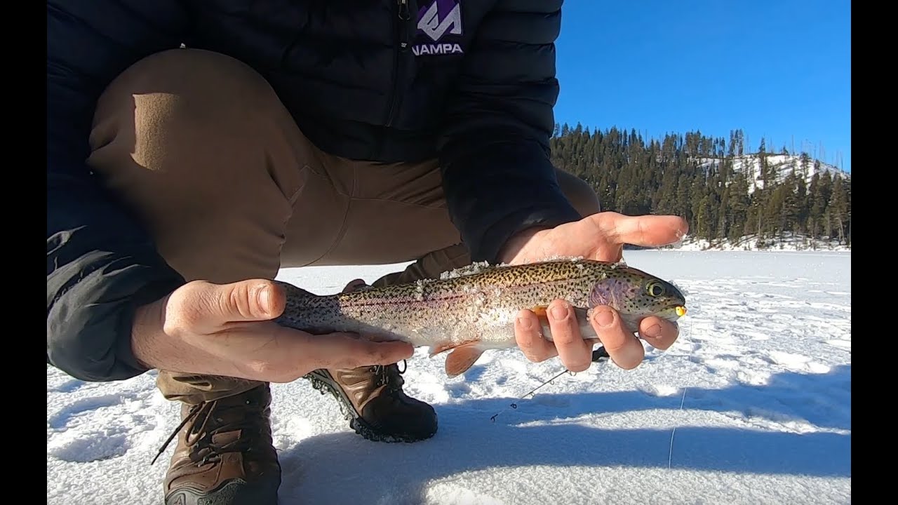 Spicy Trout Catch and Cook On The Ice (Mango Habanero)
