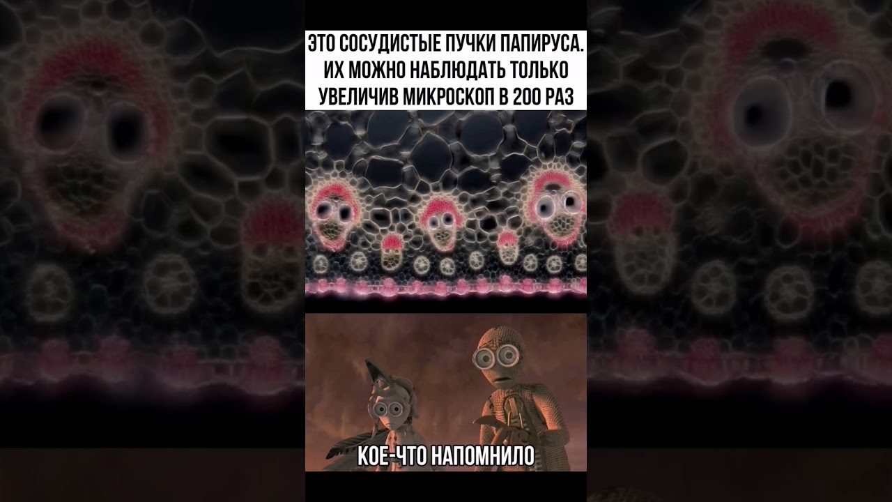 сосудистые пучки папирус под микроскопом - YouTube