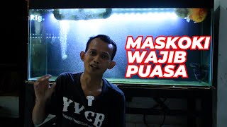 Ini Alasannya Kenapa Ikan Mas Koki Wajib Puasa Seminggu Sekali