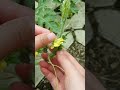 the process of helping plant pollination #farming #shorts