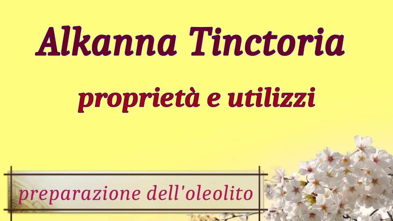 Proprietà delle erbe in polvere 3: Alcanna, come prepararla per sfruttare meglio il potere tintorio