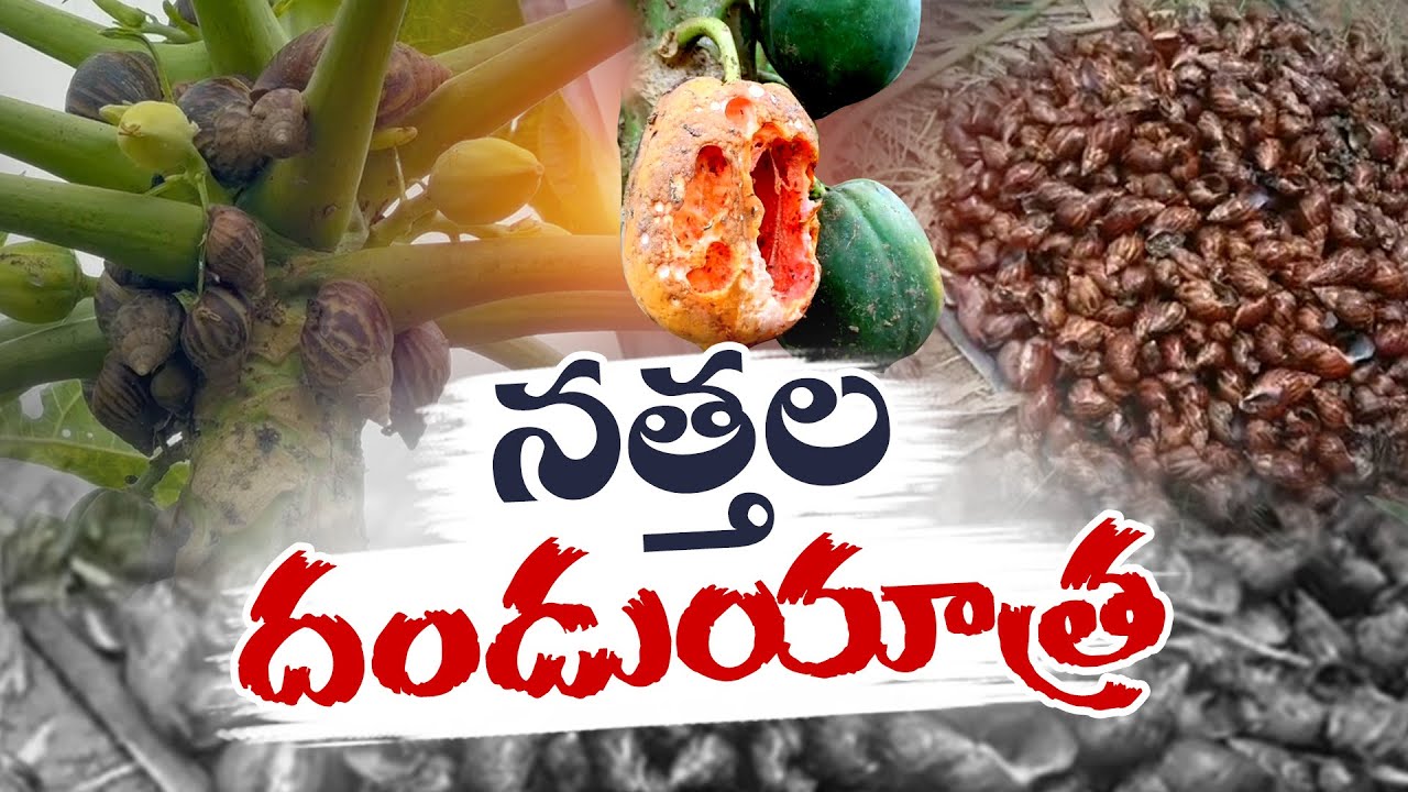 గంగరేగువలసలో పంటలపై నత్తల దాడి | Crop Damage By Snail | Gangareguvalasa