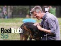 Going Deep with David Rees - How to Pet a Dog | How To Show | Reel Truth. Science
