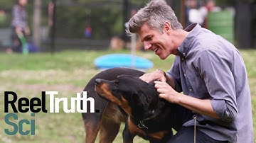 Going Deep with David Rees - How to Pet a Dog | How To Show | Reel Truth. Science