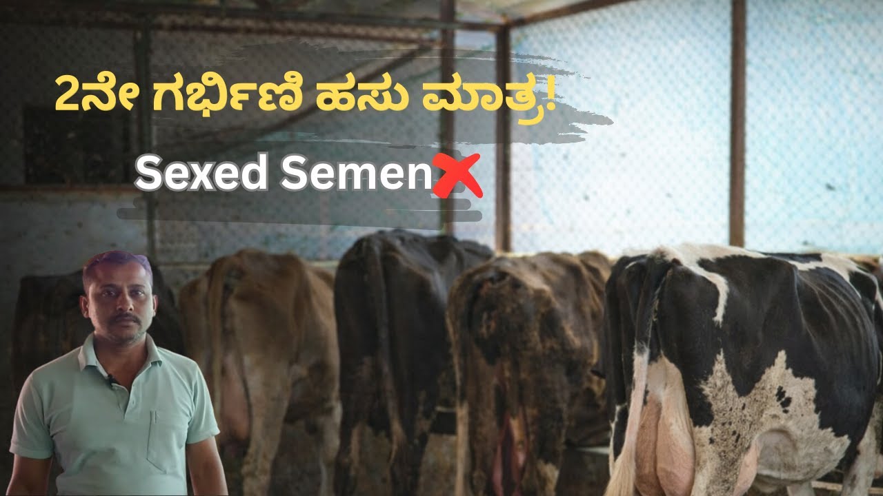 2ನೇ ಗರ್ಭಿಣಿ ಹಸು ಮಾತ್ರ ಯಾಕೆ? | Sexed Semen ಬಗ್ಗೆ ಸತ್ಯ.|Genie_Vlog.