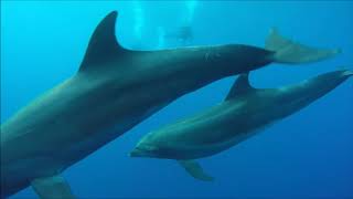 Float N Flag Galapagos Scuba Diving Trip Recap Oct 2015