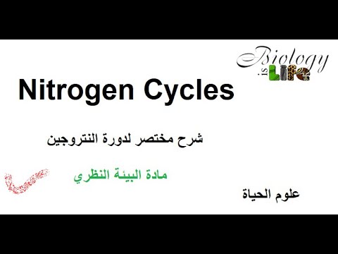   شرح مختصر لدورة النتروجين