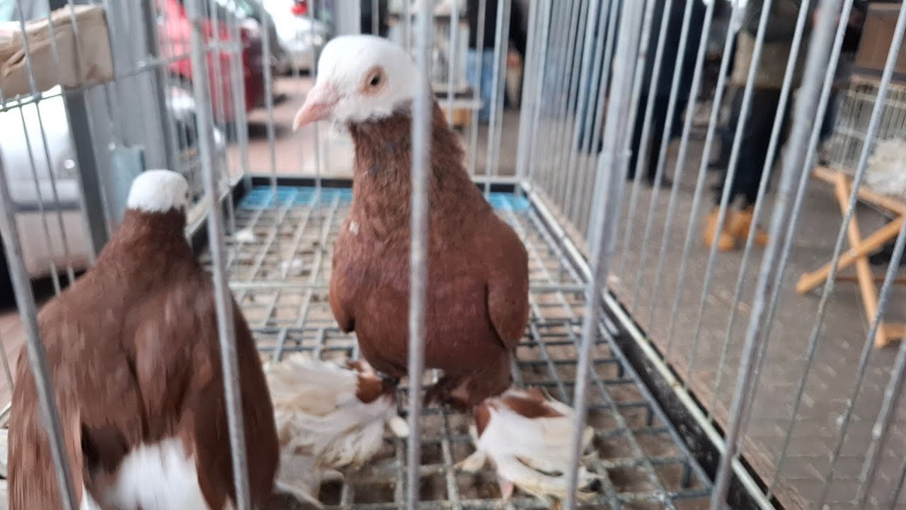 Targ Rynek Grajewo 17.11.2024r cześć  1/3 części  