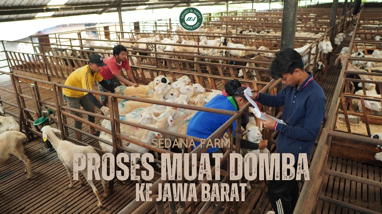 Proses Muat Domba ke Jawa Barat, Siap Kirim dengan Aman & Terpantau.