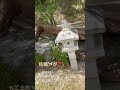 妖精 見えますか 