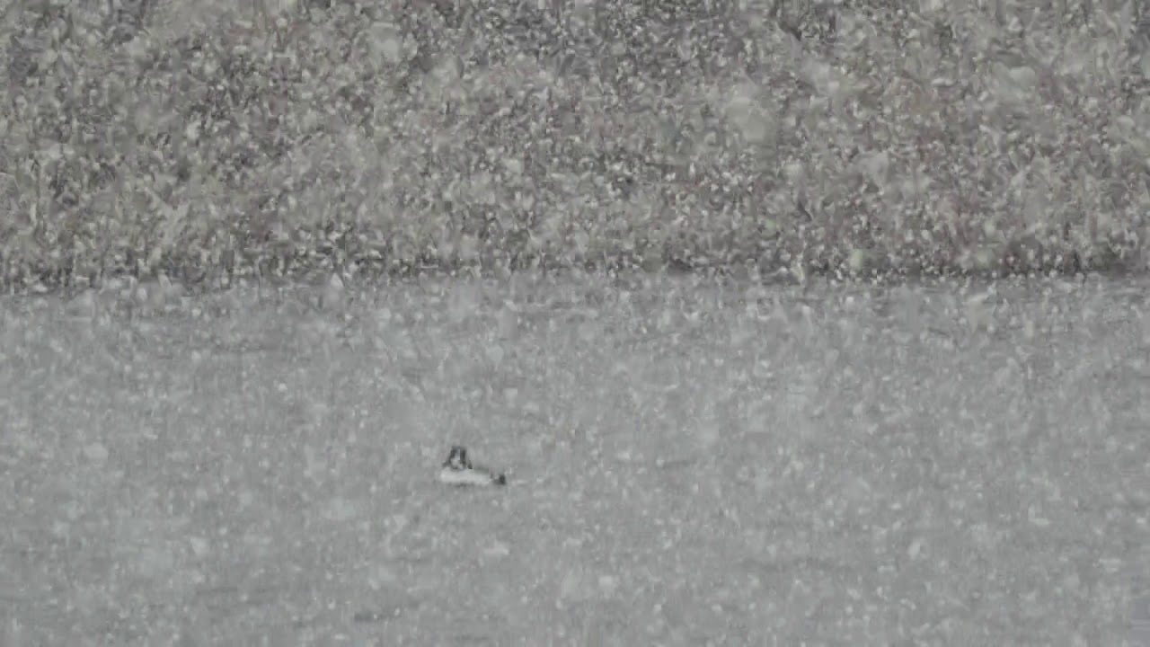 Captain Jokeswell Sees a Common Golden Eye Letting It Snow