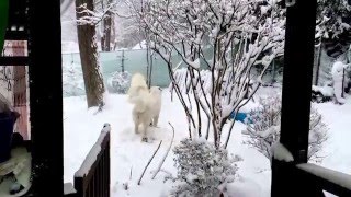 【グレートピレニーズ】ルンルン、生意気なアランをとっちめる
