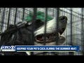 Keeping pets cool in extreme temperatures