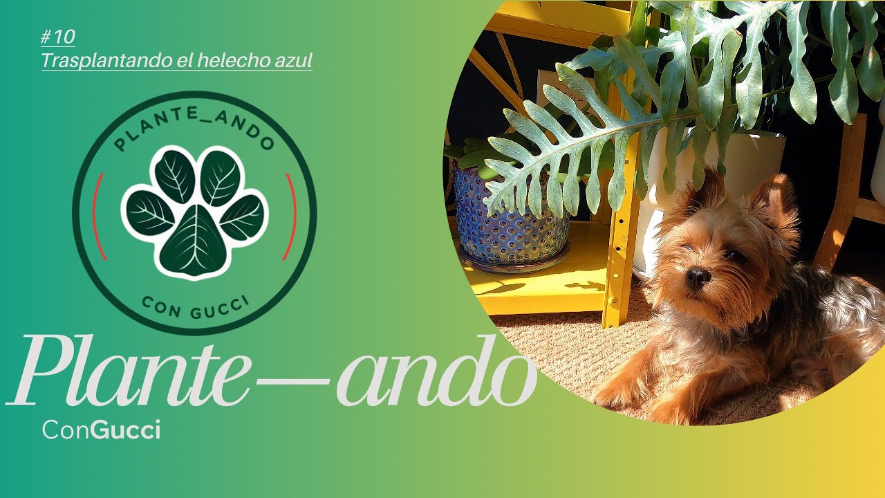 Plante_ando con Gucci #10 Trasplantando el helecho azul