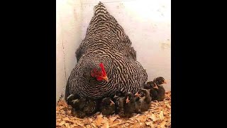 حصاد الدجاجة من بيض الكتاكيت | الديك بلايموث روك والدجاجة بلدي والكتاكيت  من الفصيلتين