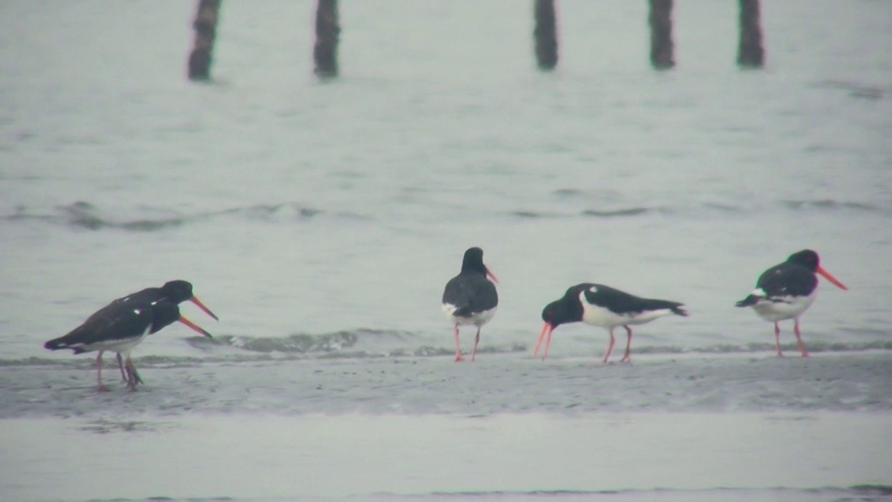 ミヤコドリ（1）鳴く（三番瀬） - Eurasian Oystercatcher - Wild Bird - 野鳥 動画図鑑