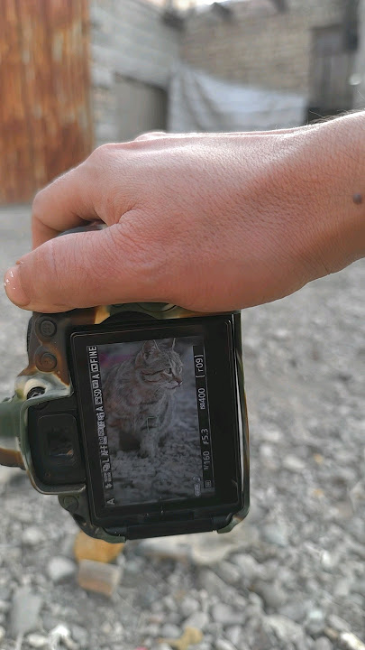 take pictures of animal عکاسی از حیوانات #cat #dog