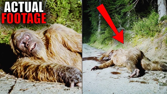 Jaw-Dropping BIGFOOT SIGHTINGS: What This Video Reveals Will Astound You - YouTube