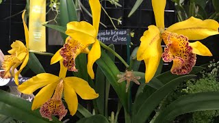 63rd annual central florida orchid society hunt show and sale