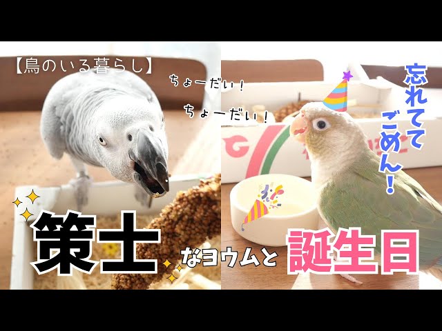 インコちゃん オウムちゃん ヨウムちゃん 待ってて棒 ※ヨウムは付きません 誕生日】忘れててごめん！食べたい圧が強すぎる策士なヨウム【鳥のいる