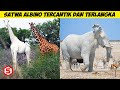 Sangat Langka! Dari Jerapah Hingga Gajah , inilah Hewan Albino dengan Warna Putih Tercantik di dunia