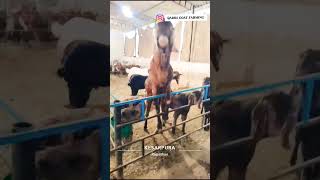 #qadri_goat_farming #Brider #GoatFarming #HealthyGoats #DesiFarming NOT FOR SALE