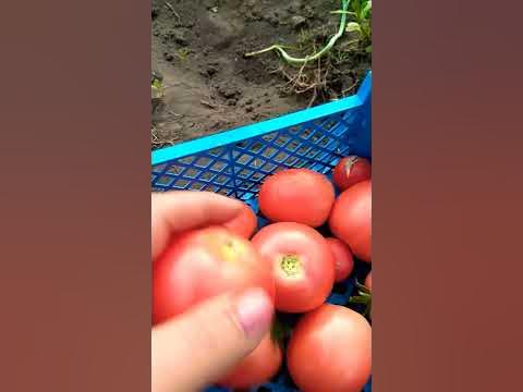 Яркая Малиновка - помидоры - YouTube