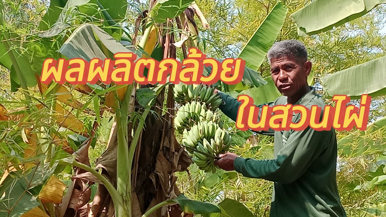 ผลผลิตกล้วยได้ผลดี 