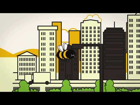 Spot a Bee Animation