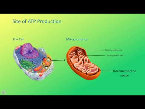 Video: ATP lớp 7 là gì?