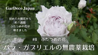 バラ・ガブリエルの無農薬栽培に挑戦！#8