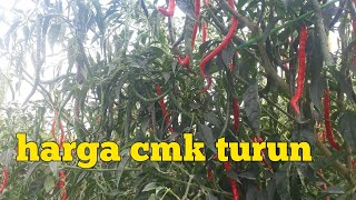 Part 51 Panen Cabe Lokal Slim Ke 13
