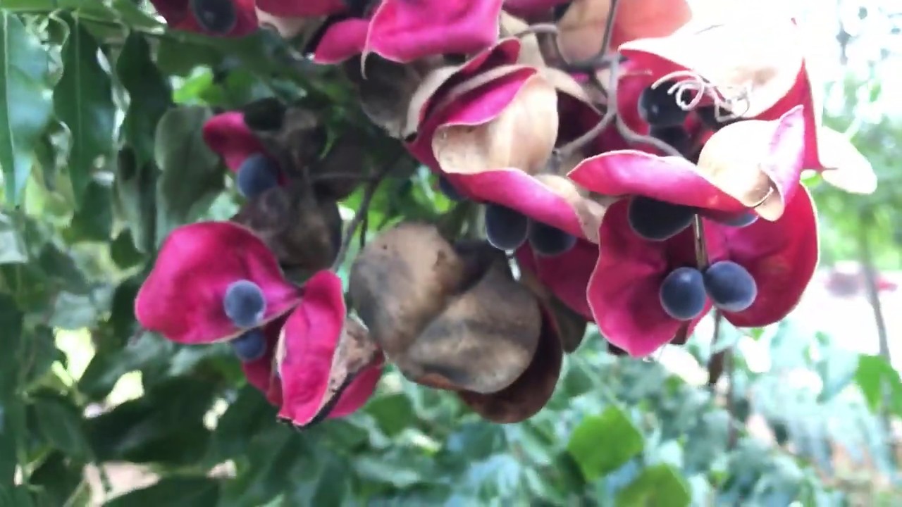 Majidea zanguebarica ( Black Pearl ) - YouTube