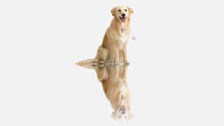 Image Reflection Effect | HTML & CSS