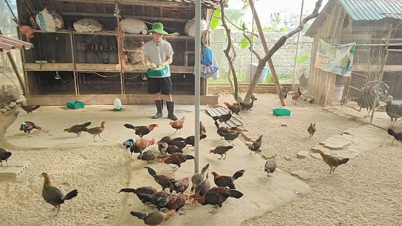 Chăm Gà Rừng Ăn Rau Buổi Sáng