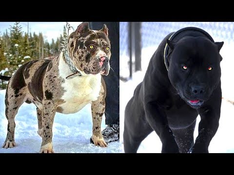 top 10 baddest dogs