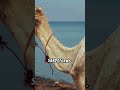 Secrets Of Camel Survival Unve Facts Animal Animals Insects Camel Camels Camel Racing Secrets Of Camel Survival Unve Facts Animal Animals Insects Camel Camels Camel Racing