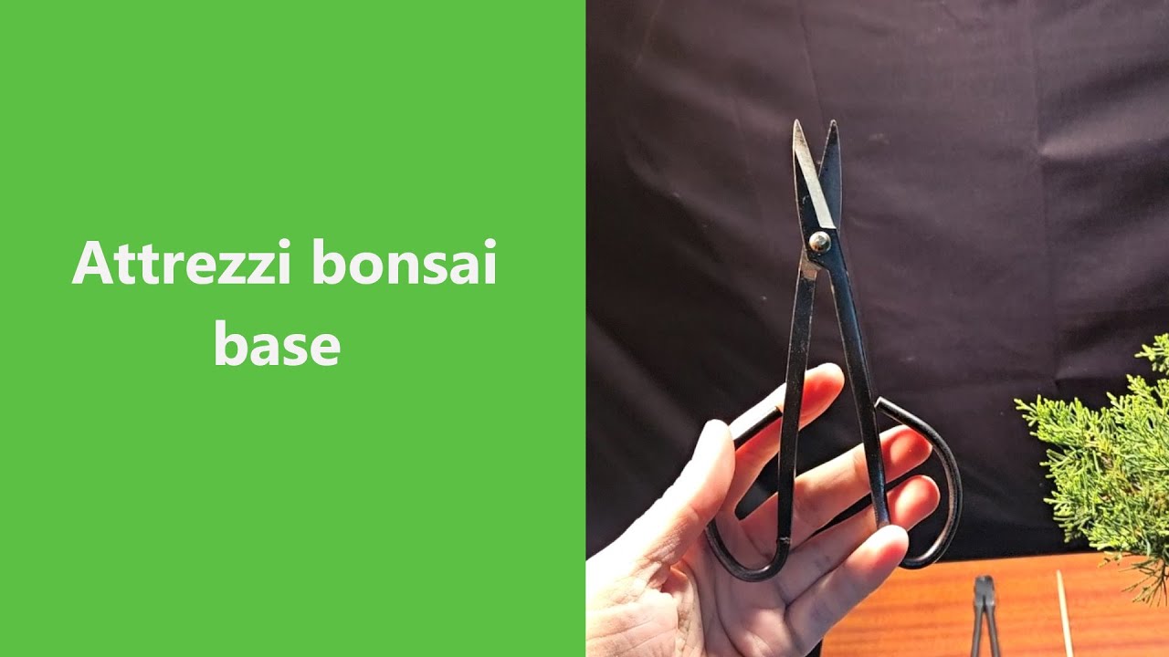 Attrezzi bonsai. Quali sono i più utili per cominciare?